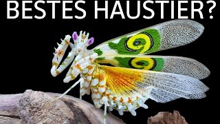 Gottesanbeterin als Haustier [upl. by Gemina]