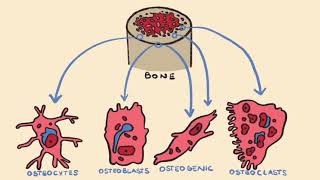 Bone Formation amp Endochondral Ossification [upl. by Nawor887]