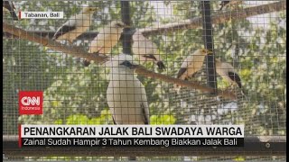 Melihat Penangkaran Jalak Bali Swadaya Warga [upl. by Assilac]