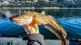 Columbia River Winter BURBOT Fishing Catch Clean Cook [upl. by Kristie640]