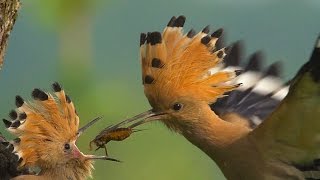 HOOPOE  Upupa epops  Bird Feeding Their Young in SLOW MOTION [upl. by Arateehc]