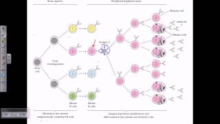 B cell maturation [upl. by Nnylatsirk]