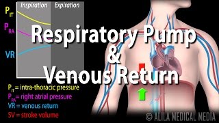 How Respiratory Pump Affects Venous Return Animation [upl. by Edrahc909]