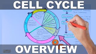 Cell Cycle  Overview [upl. by Anauqahc]