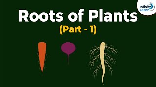 Roots of Plants  Morphology of Flowering Plants  Plant Morphology  Dont Memorise [upl. by Whitney635]