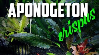 Easy To Grow Aquarium Plant Aponogeton Crispus [upl. by Wester]