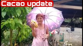 Cacao updateNanay Bicolana Vlog [upl. by Thomson]