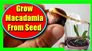 How To Grow Macadamia From Seeds Macadamia Seed Germination [upl. by Schafer]