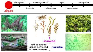 Overview of Plant Classification Vascular and Nonvascular Plants [upl. by Dorette281]