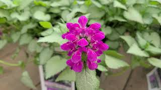 Lamium Purple Dragon Dead Nettle  Fantastic Easy to Grow GROUNDCOVER Perennial [upl. by Karl]