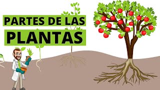 Las partes de las plantas y sus funciones 🌱 [upl. by Hodge]