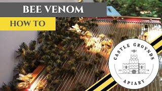 How To Extract BEE VENOM [upl. by Esac]