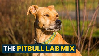 Pitbull Lab Mix Everything About the Loyal amp Loving Bullador [upl. by Aryamo616]