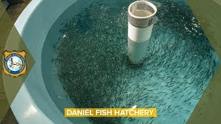 Fish Hatchery  Daniel Wyoming [upl. by Mareah]