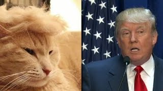 Trump cats feature felines with crazy hairlines [upl. by Odnomor]