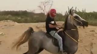 Arabian Horses Arabian trackHorse [upl. by Eveivenej]