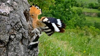 Nesting birds – Eurasian hoopoe Upupa epops [upl. by Lenej416]