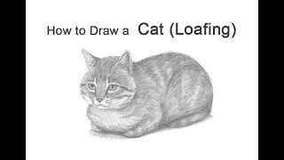 How to Draw a Cat Loaf Position [upl. by Ecirtael]