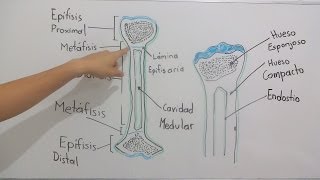 Estructura ósea [upl. by Alodie]
