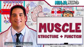 Musculoskeletal System  Muscle Structure and Function [upl. by Claybourne]