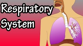 Respiratory System  How The Respiratory System Works [upl. by Domph]