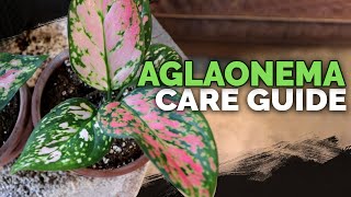 Aglaonema Chinese Evergreen Care A NoobProof Houseplant [upl. by Idaf380]