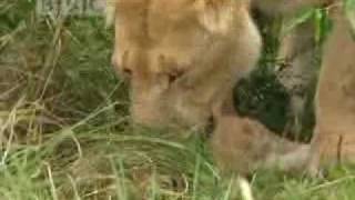 Lions vs buffalo  BBC wildlife [upl. by Files]