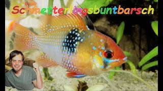 Schmetterlingsbuntbarsch Haltung  Mikrogeophagus ramirezi [upl. by Stevana991]