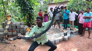 Vava Suresh Catching 170th Kingcobra at Thenmala [upl. by Nilram151]