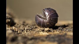 Controlling Rolly Pollies [upl. by Kerril]