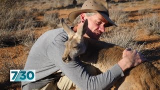 How Chris Brolga Barns became a fulltime kangaroo carer  730 [upl. by Potts42]