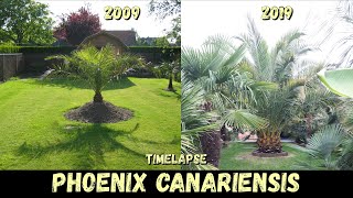 11 Years Timelapse of my canary date palm  Belgium [upl. by Belac]