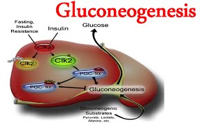 Gluconeogenesis [upl. by Anoved411]