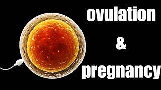 What is ovulation amp pregnancy [upl. by Erej]