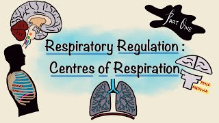 Respiratory Regulation  Part One  Centres of Respiration  Respiratory Physiology [upl. by Mohsen98]