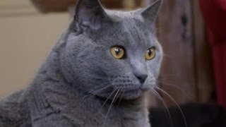 Cats 101  Chartreux [upl. by Saloma718]