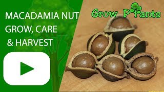 Macadamia nut tree  grow care amp harvest [upl. by Tnelc]