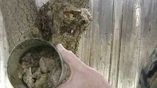 How To Process and Refine Raw Pine Resin [upl. by Alberto]