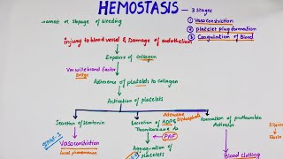 Hemostasis  Easy Flowchart  Physiology [upl. by Fachini]