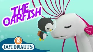 Octonauts  The Oarfish  Full Episode  Cartoons for Kids [upl. by Nylakcaj]