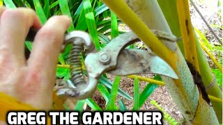 HOW TO PRUNE A PALM TREE  Greg The Gardener [upl. by Melamed]