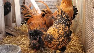 Pavlovskaya chickens [upl. by Care]