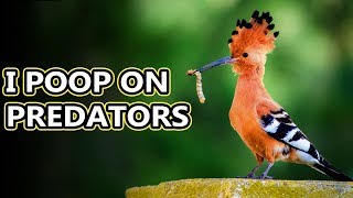 Hoopoe facts birds with stinkin great accuracy  Animal Fact Files [upl. by Anaidni594]