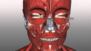 Muscles of Facial Expression  Anatomy Tutorial PART 1 [upl. by Smeaj984]