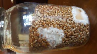 Agar to Grain Inoculation demonstration [upl. by Bohon]