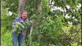 Yellow Buckeye Native Showy Shade Tree [upl. by Mmada]