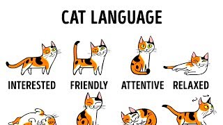 HOW TO UNDERSTAND YOUR CAT BETTER [upl. by Asilet]