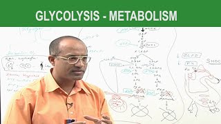 Glycolysis  Metabolism  Dr Najeeb [upl. by Geiss695]