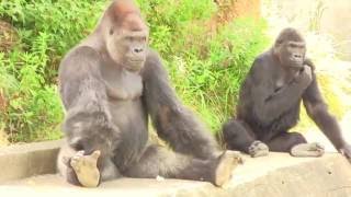 シャバーニ＆アイ プールとシエスタ Shabani amp Ai pool and Siesta [upl. by Loria]