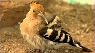 Hoopoe Bird [upl. by Isawk896]